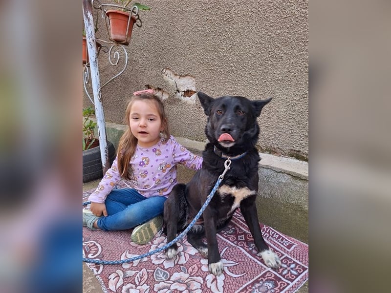 Sally,46 cm, mag Kinderm eine tolle Hündin möchte Rumänien schnell verlassen