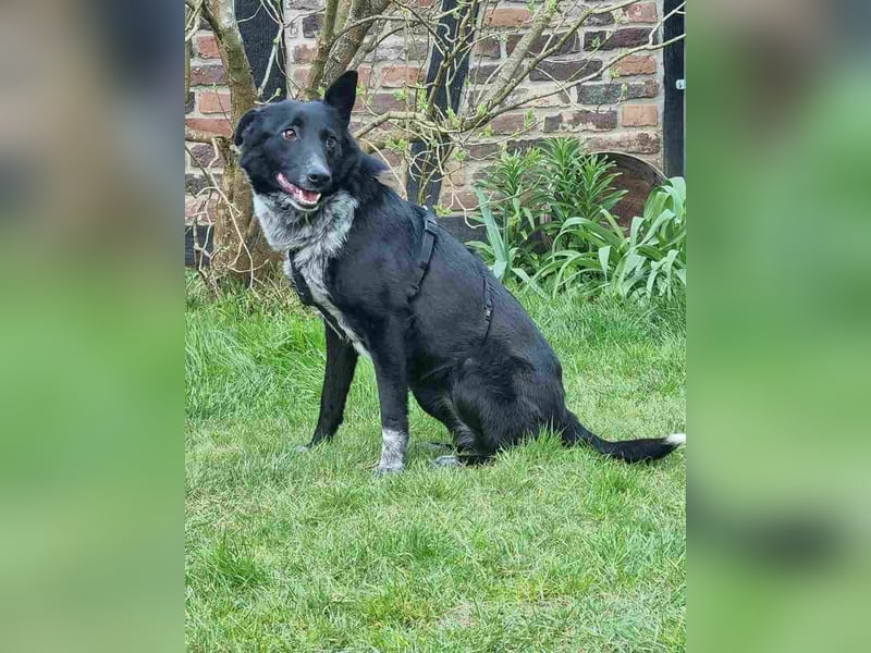 ⭐️NEDDY⭐️, Hündin, 1,5 Jahre, 42 cm, Mischling, Tierschutz