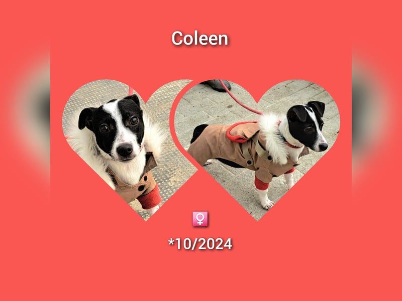 Welpe Coleen (27cm) möchte Rumänien schnell verlassen