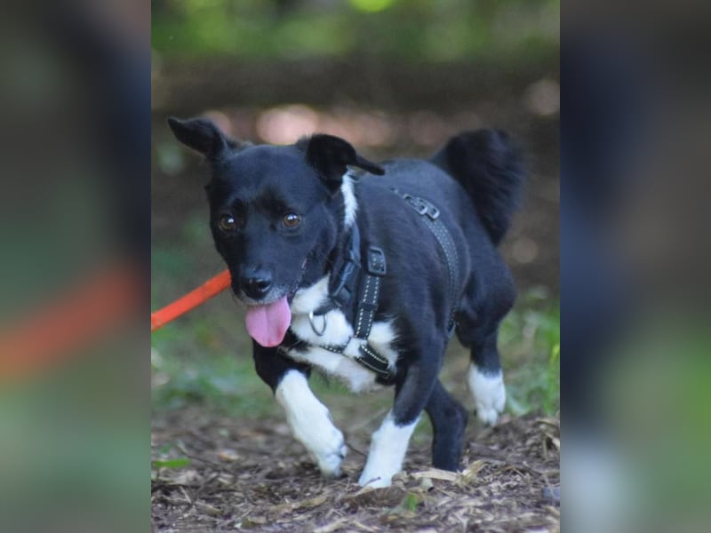 ⭐️BIALA⭐️, Hündin, 6 Jahre, 30 cm, Mischling, Tierschutz