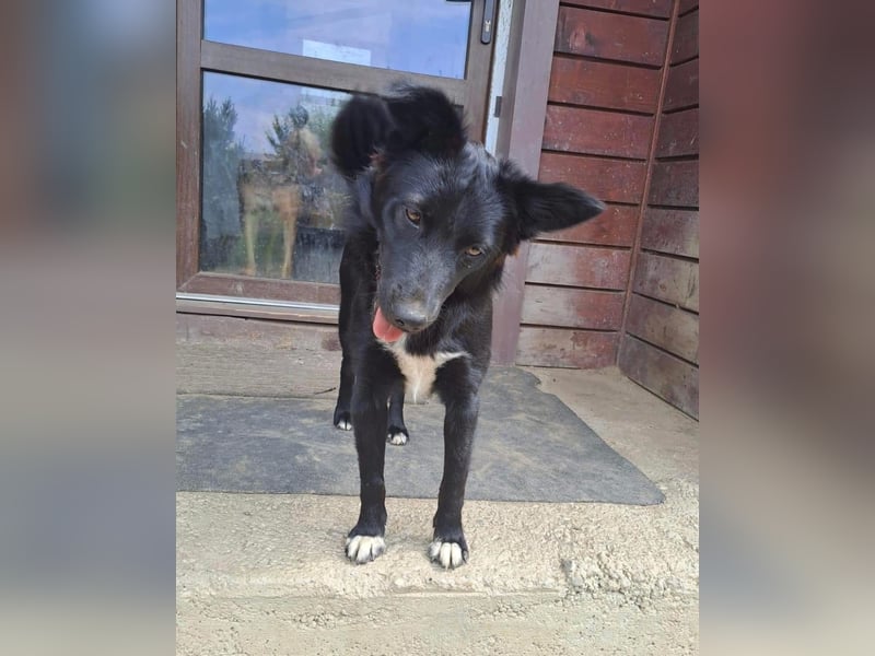 Afrodita Tierschutzhund sucht ein Zuhause