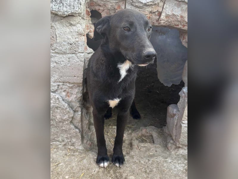 ⭐️BLACK BEAUTY⭐️, Hündin, 1 Jahr, 47 cm, Mischling, Tierschutz