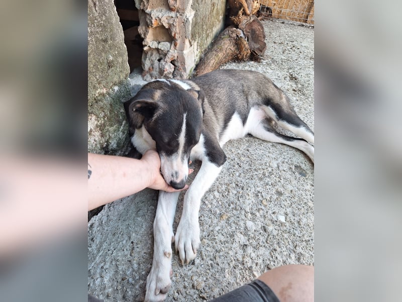 YADE, Hündin, 1,5 Jahre, 50 cm, Mischling, Tierschutz