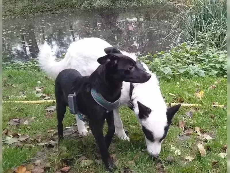 Martha ist so eine liebe Hündin, sie lebt in der Nähe von Marburg/Hessen