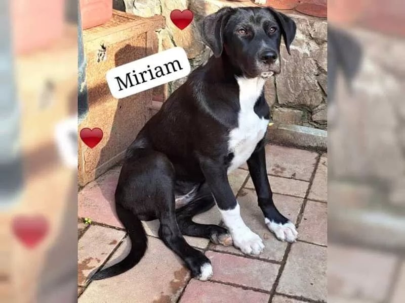 Junghund Miriam lebt bei einer Pflegefamilie in Rumänien