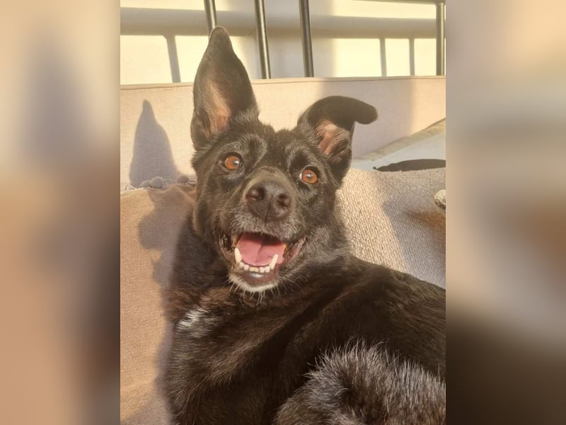 ⭐️JASMINE⭐️, Hündin, 3 Jahre, 44 cm, Mischling, Tierschutz
