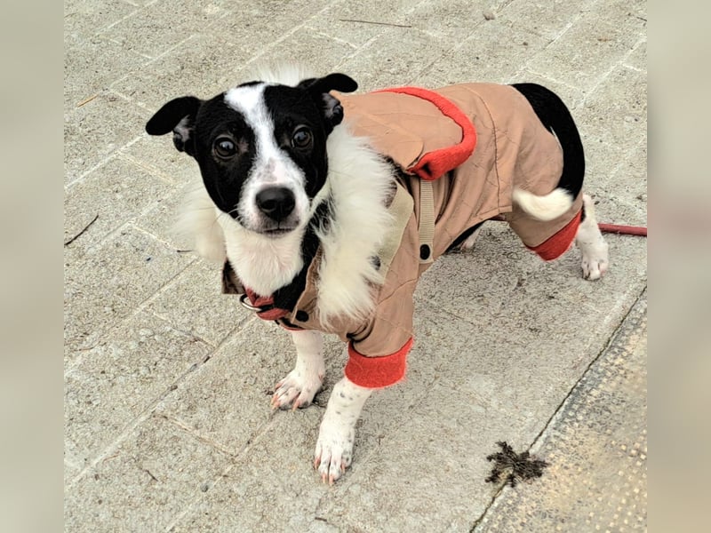 Welpe Coleen (27cm) möchte Rumänien schnell verlassen