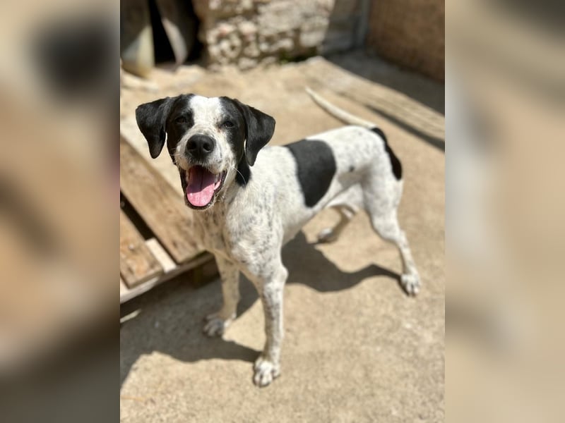 ⭐️CARA⭐️, Hündin, 1,5 Jahre, 45 cm, Mischling, Tierschutz