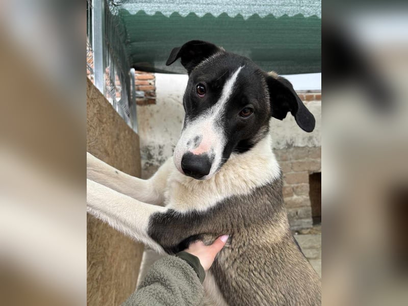 YADE, Hündin, 1,5 Jahre, 50 cm, Mischling, Tierschutz