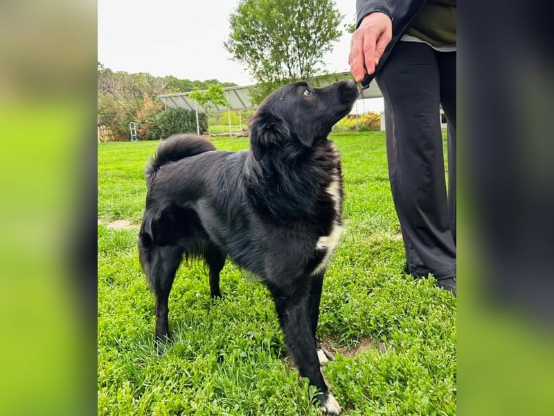 Afrodita Tierschutzhund sucht ein Zuhause