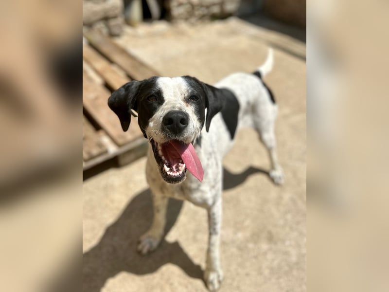 ⭐️CARA⭐️, Hündin, 1,5 Jahre, 45 cm, Mischling, Tierschutz