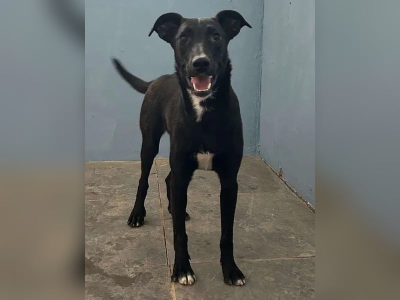 ⭐️BLACK BEAUTY⭐️, Hündin, 1 Jahr, 47 cm, Mischling, Tierschutz