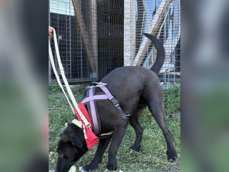 ⭐️BLACK BEAUTY⭐️, Hündin, 1 Jahr, 47 cm, Mischling, Tierschutz