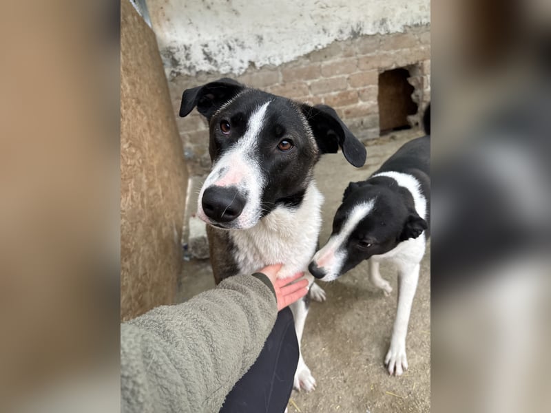 YADE, Hündin, 1,5 Jahre, 50 cm, Mischling, Tierschutz