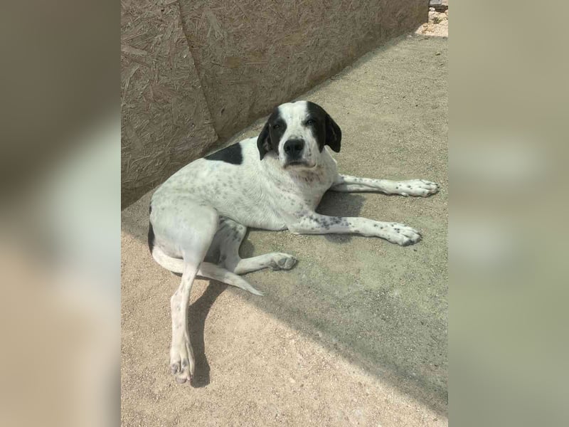 ⭐️CARA⭐️, Hündin, 1,5 Jahre, 45 cm, Mischling, Tierschutz