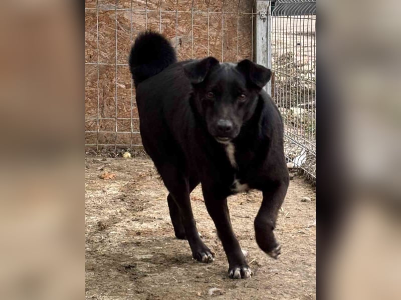 ⭐️RANA⭐️, Hündin, 3,5 Jahre, 38 cm, Mischling, Tierschutz