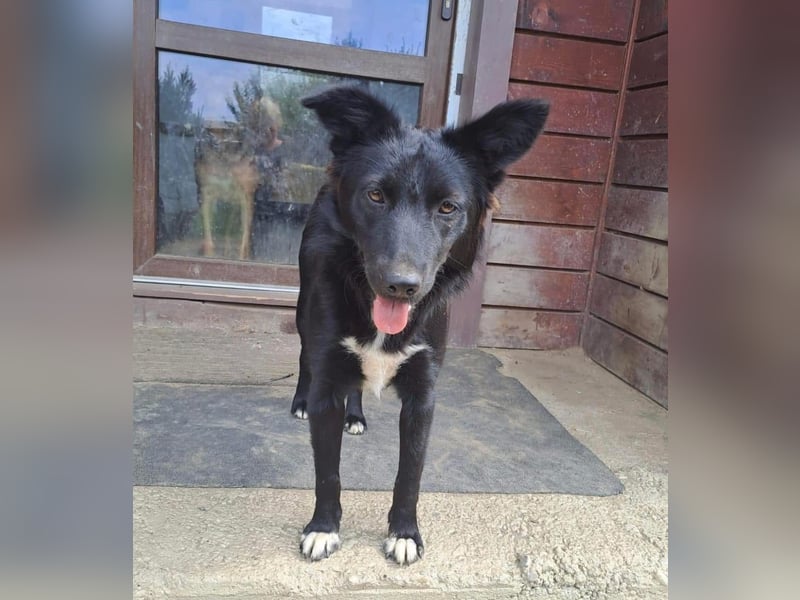 Afrodita Tierschutzhund sucht ein Zuhause