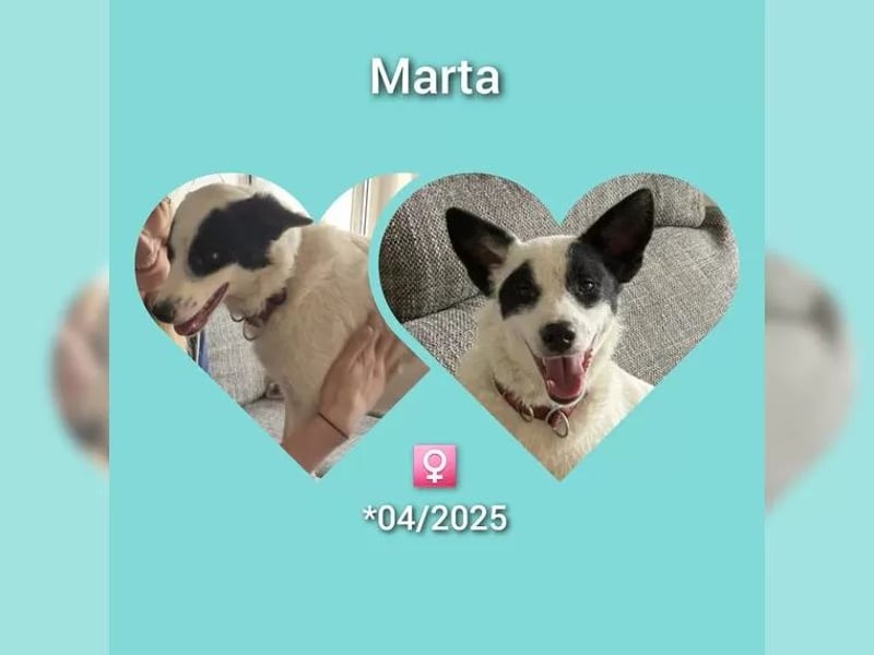 Martha ist so eine liebe Hündin, sie lebt in der Nähe von Marburg/Hessen