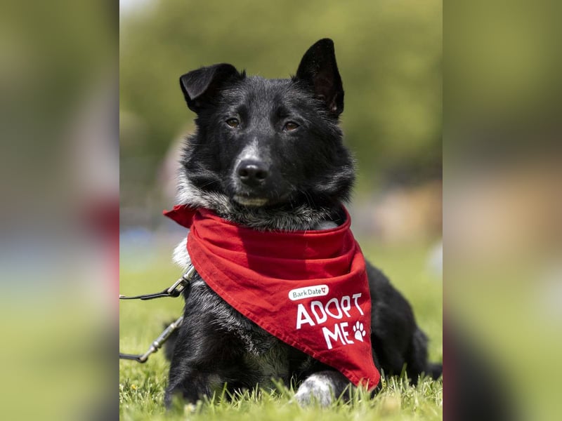 ⭐️NEDDY⭐️, Hündin, 1,5 Jahre, 42 cm, Mischling, Tierschutz