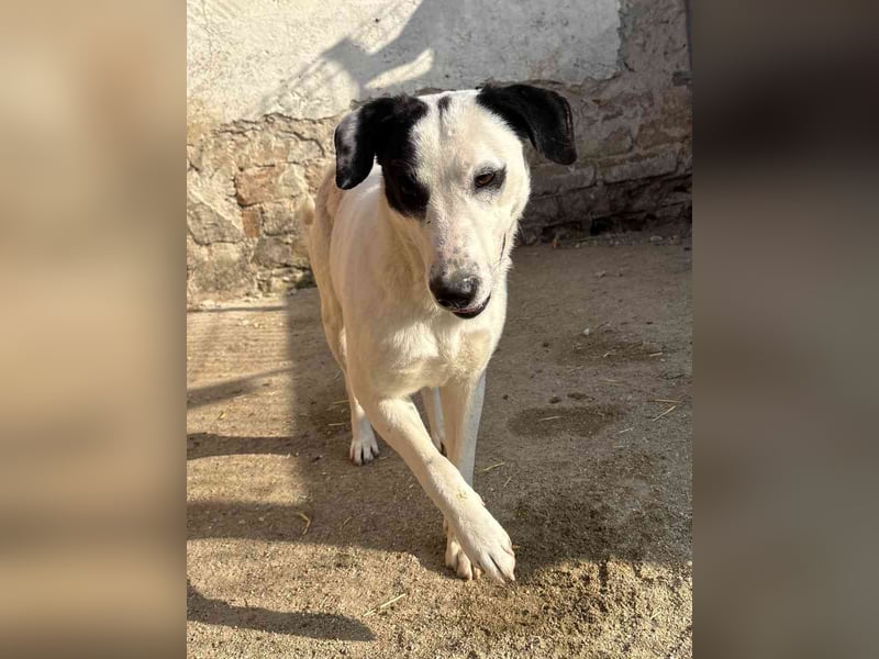 ⭐️GEORGIA⭐️, Hündin, 1,5 Jahre, 52 cm, Mischling, Tierschutz