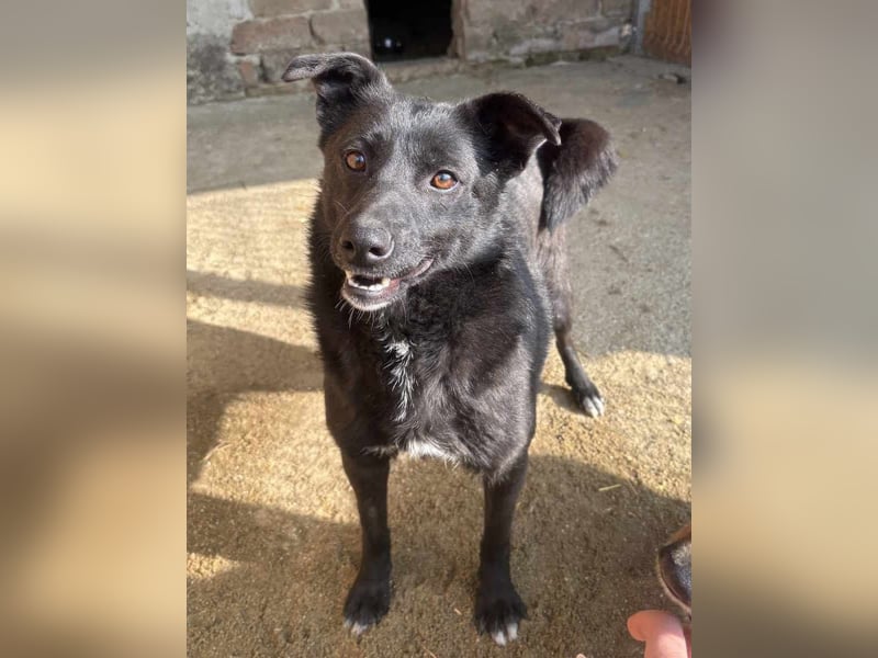 ⭐️JASMINE⭐️, Hündin, 3 Jahre, 44 cm, Mischling, Tierschutz