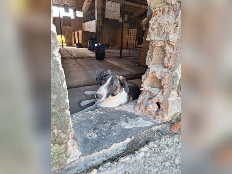 YADE, Hündin, 1,5 Jahre, 50 cm, Mischling, Tierschutz