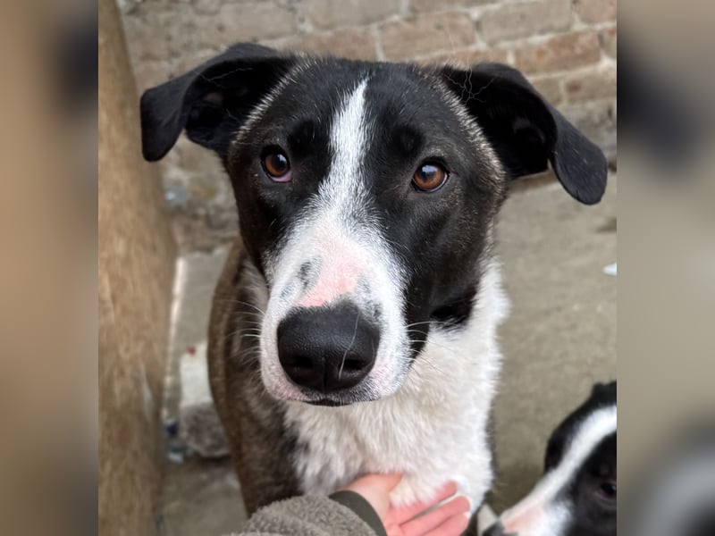 YADE, Hündin, 1,5 Jahre, 50 cm, Mischling, Tierschutz