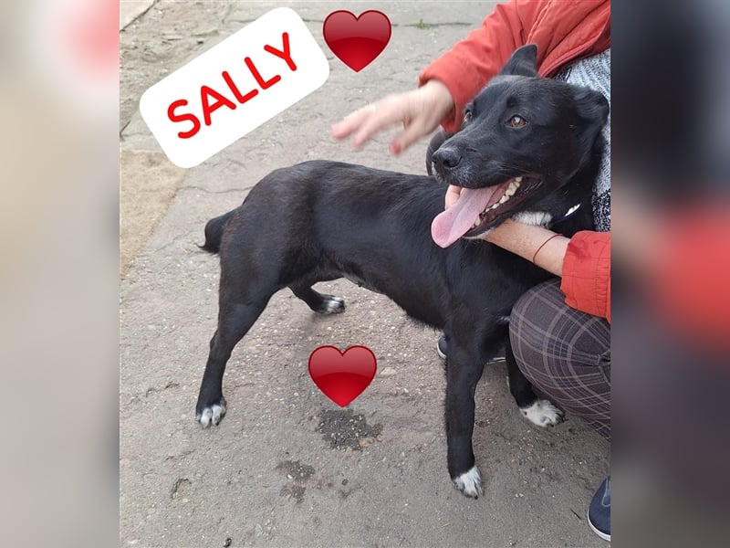 Sally,46 cm, mag Kinderm eine tolle Hündin möchte Rumänien schnell verlassen