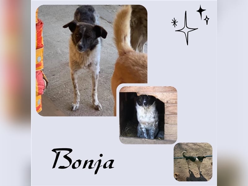 Bonja sucht ihre Menschen!