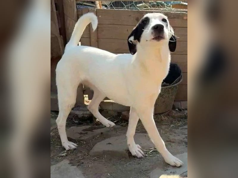⭐️GEORGIA⭐️, Hündin, 1,5 Jahre, 52 cm, Mischling, Tierschutz