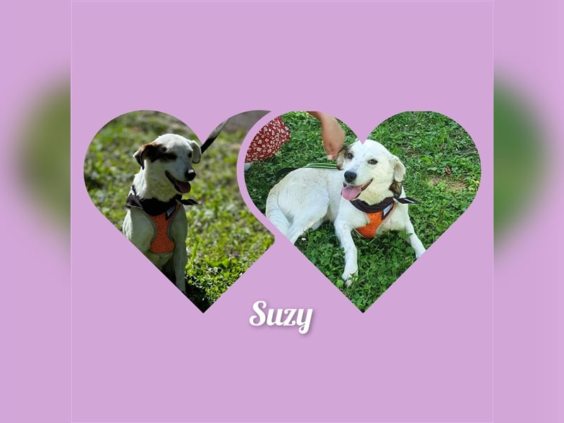 Mädel Suzy lebt in Rumänien und hätte gerne ein Zuhause für immer