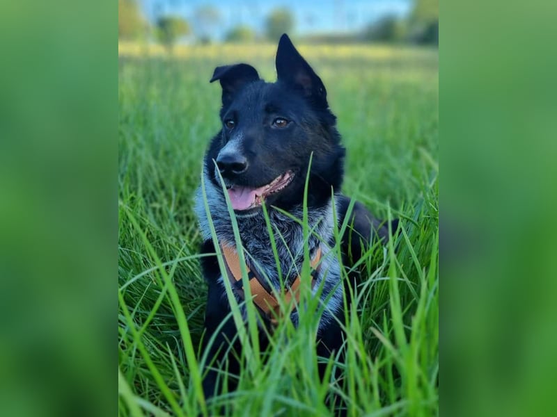 ⭐️NEDDY⭐️, Hündin, 1,5 Jahre, 42 cm, Mischling, Tierschutz