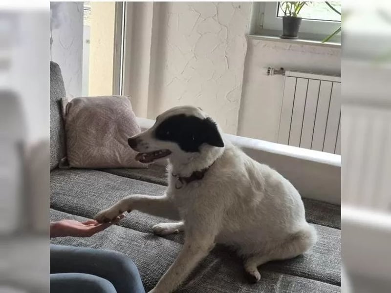 Martha ist so eine liebe Hündin, sie lebt in der Nähe von Marburg/Hessen