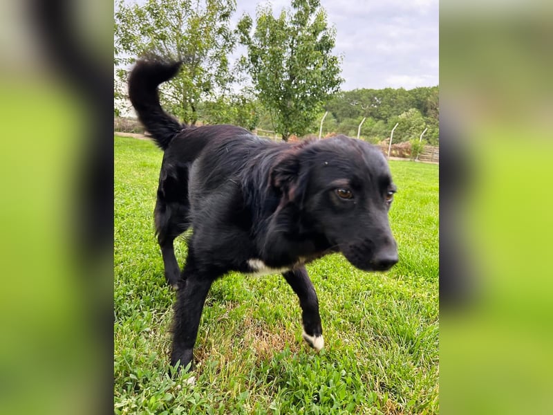 Afrodita Tierschutzhund sucht ein Zuhause