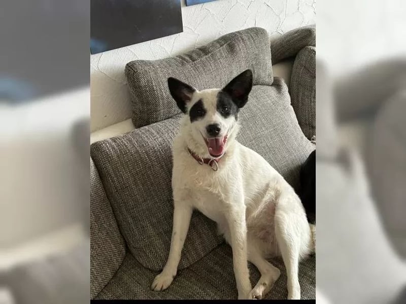 Martha ist so eine liebe Hündin, sie lebt in der Nähe von Marburg/Hessen