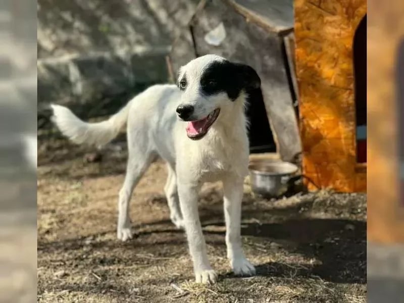 Martha ist so eine liebe Hündin, sie lebt in der Nähe von Marburg/Hessen
