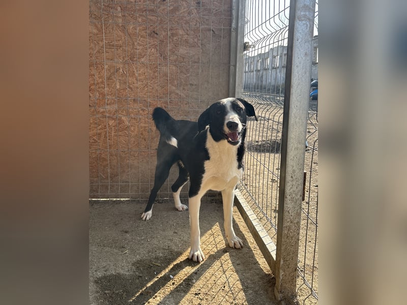 YAFFA, Hündin, 1,5 Jahre, 43 cm, Mischling, Tierschutz