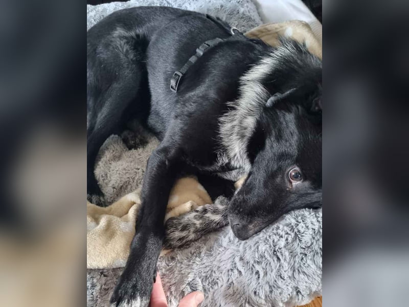 ⭐️NEDDY⭐️, Hündin, 1,5 Jahre, 42 cm, Mischling, Tierschutz