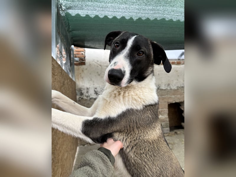 YADE, Hündin, 1,5 Jahre, 50 cm, Mischling, Tierschutz