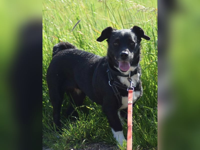 ⭐️BIALA⭐️, Hündin, 6 Jahre, 30 cm, Mischling, Tierschutz