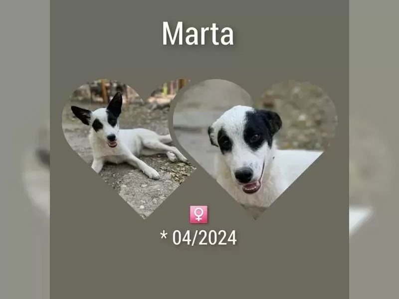 Martha ist so eine liebe Hündin, sie lebt in der Nähe von Marburg/Hessen
