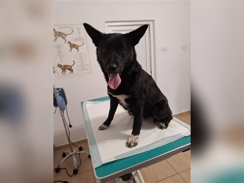 Sally,46 cm, mag Kinderm eine tolle Hündin möchte Rumänien schnell verlassen