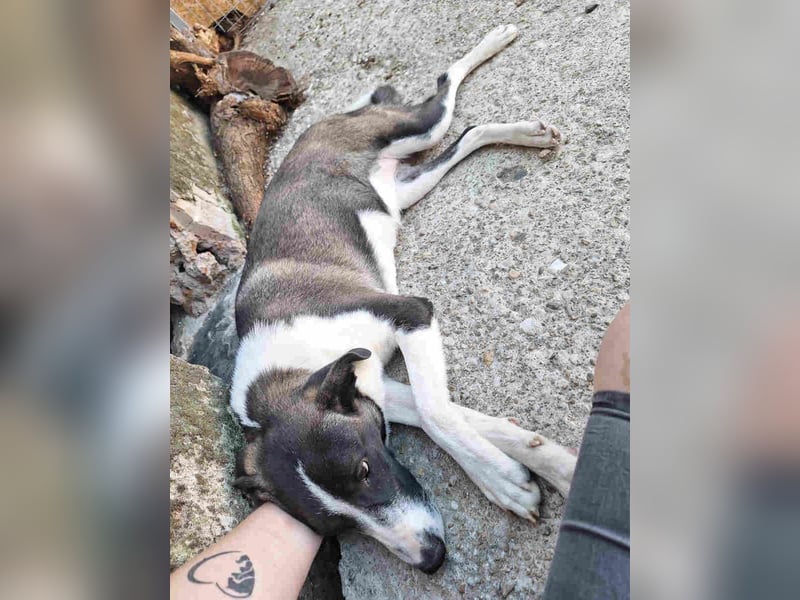 YADE, Hündin, 1,5 Jahre, 50 cm, Mischling, Tierschutz
