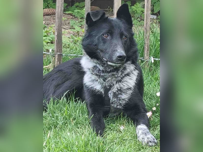 ⭐️NEDDY⭐️, Hündin, 1,5 Jahre, 42 cm, Mischling, Tierschutz