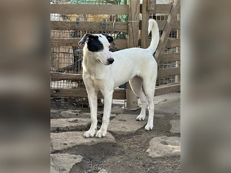 ⭐️GEORGIA⭐️, Hündin, 1,5 Jahre, 52 cm, Mischling, Tierschutz