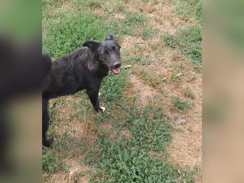 Afrodita Tierschutzhund sucht ein Zuhause