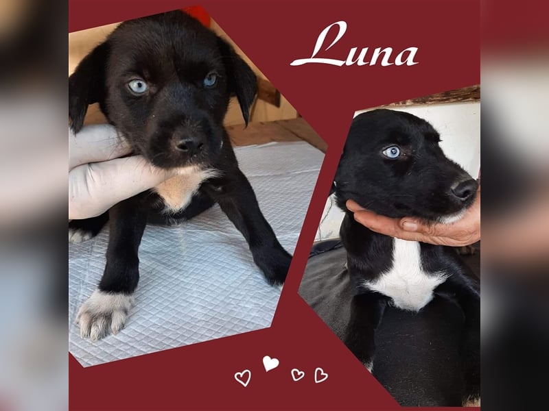 Huskymischling LUNA sucht ihr Zuhause