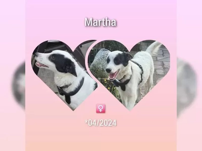 Martha ist so eine liebe Hündin, sie lebt in der Nähe von Marburg/Hessen