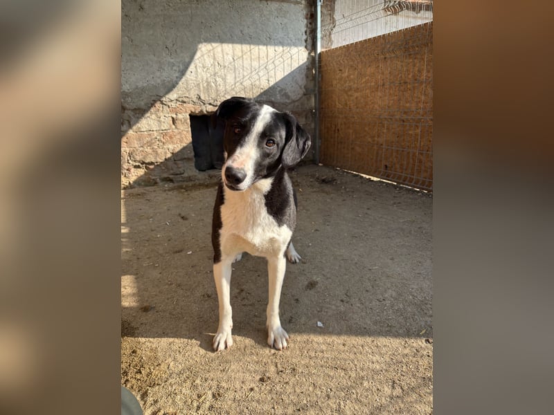 YAFFA, Hündin, 1,5 Jahre, 43 cm, Mischling, Tierschutz