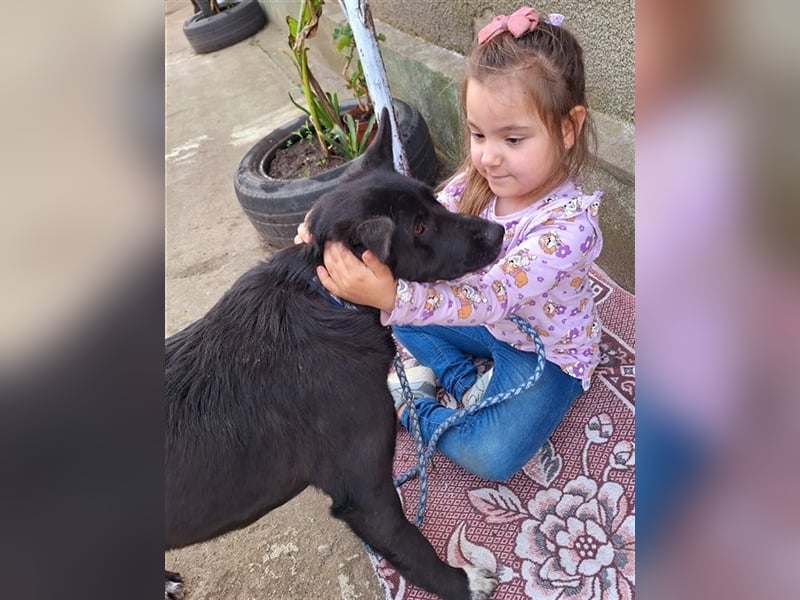 Sally,46 cm, mag Kinderm eine tolle Hündin möchte Rumänien schnell verlassen